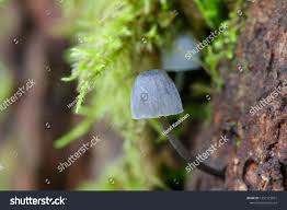 Attēlu rezultāti vaicājumam “Mycena pseudocorticola”