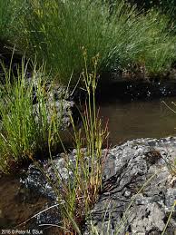 Attēlu rezultāti vaicājumam “Juncus alpinoarticulatus”