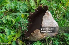 Attēlu rezultāti vaicājumam “Calvatia utriformis”