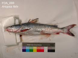 Image result for Ariopsis felis