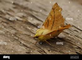 Attēlu rezultāti vaicājumam “Ennomos alniaria”