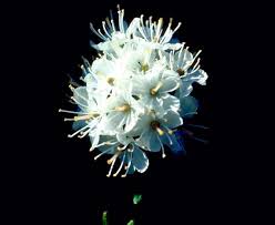 Attēlu rezultāti vaicājumam “Ledum palustre flower”