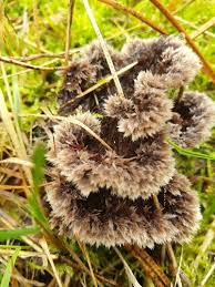Attēlu rezultāti vaicājumam “Thelephora palmata”