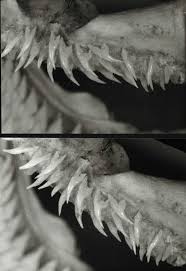 Image result for Dalatias licha