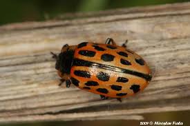 Attēlu rezultāti vaicājumam “Chrysomela vigintipunctata”