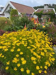 Image result for Ildblomkarse