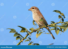 Attēlu rezultāti vaicājumam “Lanius collurio female”