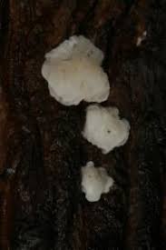 Attēlu rezultāti vaicājumam “Ceriporia”