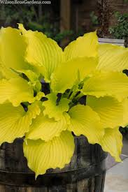 Attēlu rezultāti vaicājumam “Hosta sp.”