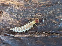 Attēlu rezultāti vaicājumam “Elmerina caryae”