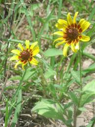 Attēlu rezultāti vaicājumam “Rudbeckia hirta var. pulcherrima flower”