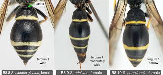 Attēlu rezultāti vaicājumam “Symmorphus sp.”