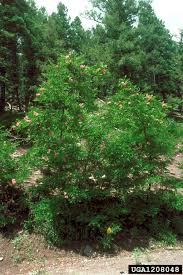 Attēlu rezultāti vaicājumam “Robinia neomexicana fruit”