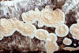 Attēlu rezultāti vaicājumam “Cylindrobasidium evolvens”