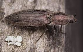 Attēlu rezultāti vaicājumam “Actenicerus sjaelandicus”