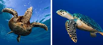 Image result for Lepidochelys olivacea