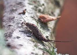 Attēlu rezultāti vaicājumam “Machilidae”