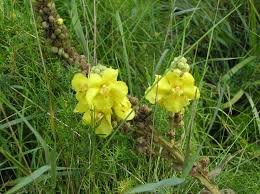 Attēlu rezultāti vaicājumam “Verbascum thapsus”