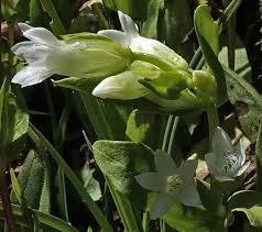 Attēlu rezultāti vaicājumam “Gentianella amarella”