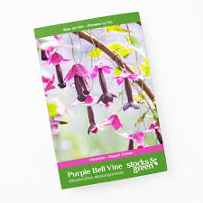 Image result for Rhodochiton atrosanguineum