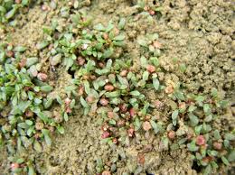 Attēlu rezultāti vaicājumam “Elatine hydropiper leaf”