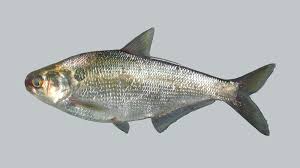 Image result for Dorosoma cepedianum