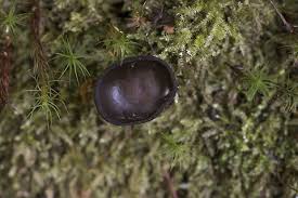 Attēlu rezultāti vaicājumam “Pseudoplectania nigrella”