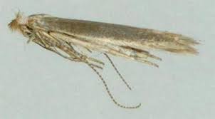 Attēlu rezultāti vaicājumam “Lyonetiidae”