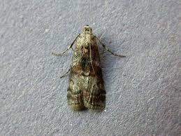 Attēlu rezultāti vaicājumam “Phycita roborella”