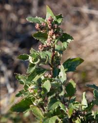 Attēlu rezultāti vaicājumam “Chenopodium acerifolium flower”