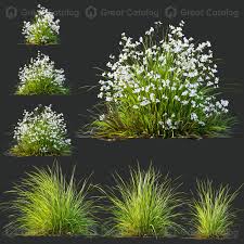 Attēlu rezultāti vaicājumam “Carex elata flower”