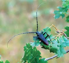 Attēlu rezultāti vaicājumam “Ceruchus chrysomelinus imago”