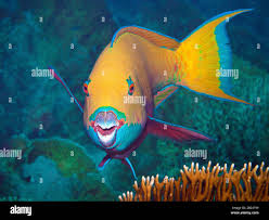 Image result for Chlorurus gibbus