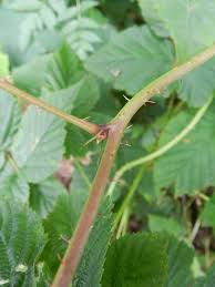 Attēlu rezultāti vaicājumam “Rubus nessensis”