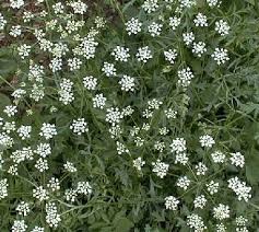 Image result for Pimpinella saxifraga