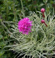 Image result for Grasnelke