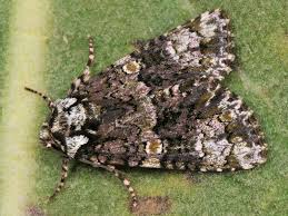 Attēlu rezultāti vaicājumam “Craniophora ligustri”