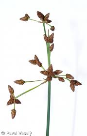 Attēlu rezultāti vaicājumam “Schoenoplectus lacustris subsp. glaucus flower”