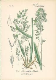 Attēlu rezultāti vaicājumam “Poa remota”