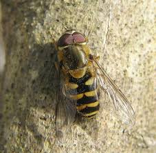Attēlu rezultāti vaicājumam “Syrphus torvus”