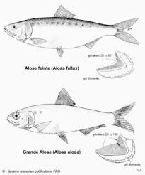 Image result for Alosa fallax