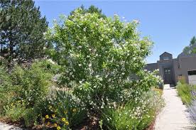 Attēlu rezultāti vaicājumam “Viburnum lantana”