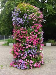 Image result for Petunie