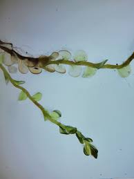 Attēlu rezultāti vaicājumam “Mylia anomala”