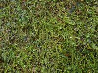 Attēlu rezultāti vaicājumam “Serpoleskea confervoides”