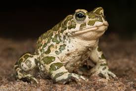 Attēlu rezultāti vaicājumam “Pseudepidalea viridis”