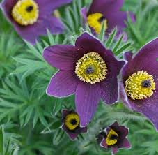 Image result for Kuhschelle