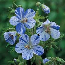 Attēlu rezultāti vaicājumam “Geranium pratense”