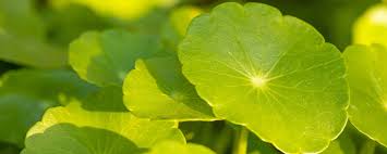 「香菇草」的圖片搜尋結果