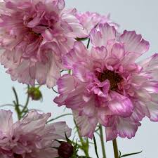 Image result for Cosmos bipinnatus `Double Click`
